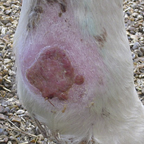 leg wound in horse after 2 weeks