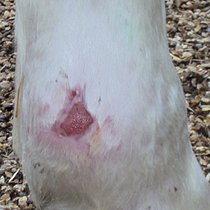 leg wound in horse after 6 weeks