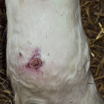 leg wound in horse after 8 weeks