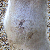 leg wound in horse after 17 weeks