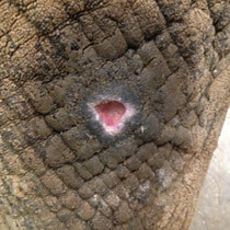Skin wound in elephant at start of application