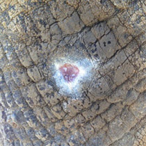 Skin wound in elephant after several application