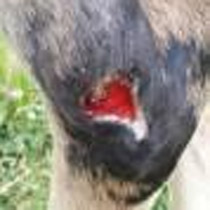 Hock wound on July 5, 2013