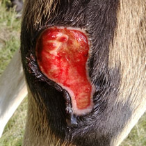 Hock wound on June 17, 2013 after inspection by vet