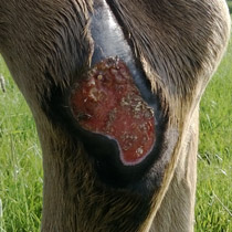 Hock wound on May 31, 2013