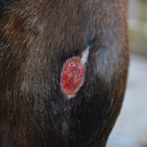 Puncture wound in horse at end of application