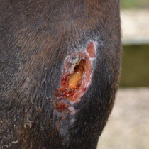 Puncture wound in horse at start of application