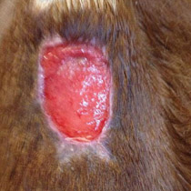 Puncture wound in horse at end of application