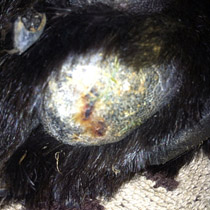 Tail wound healed after single application